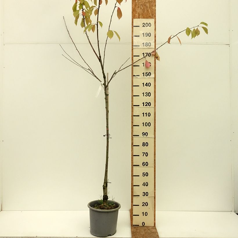 Example of Cerisier Bigarreau Coeur de Pigeon Pot de 7,5L/10L, Demi-Tige as you get in ete