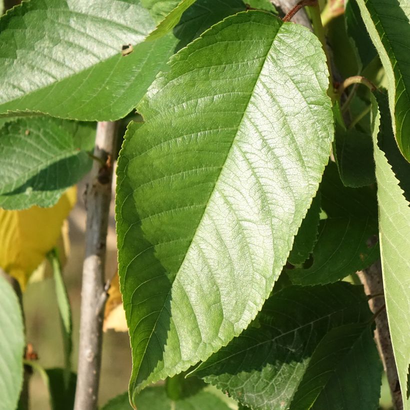 Cerisier Bigarreau Délice de Malicorne - Georges Delbard (Foliage)