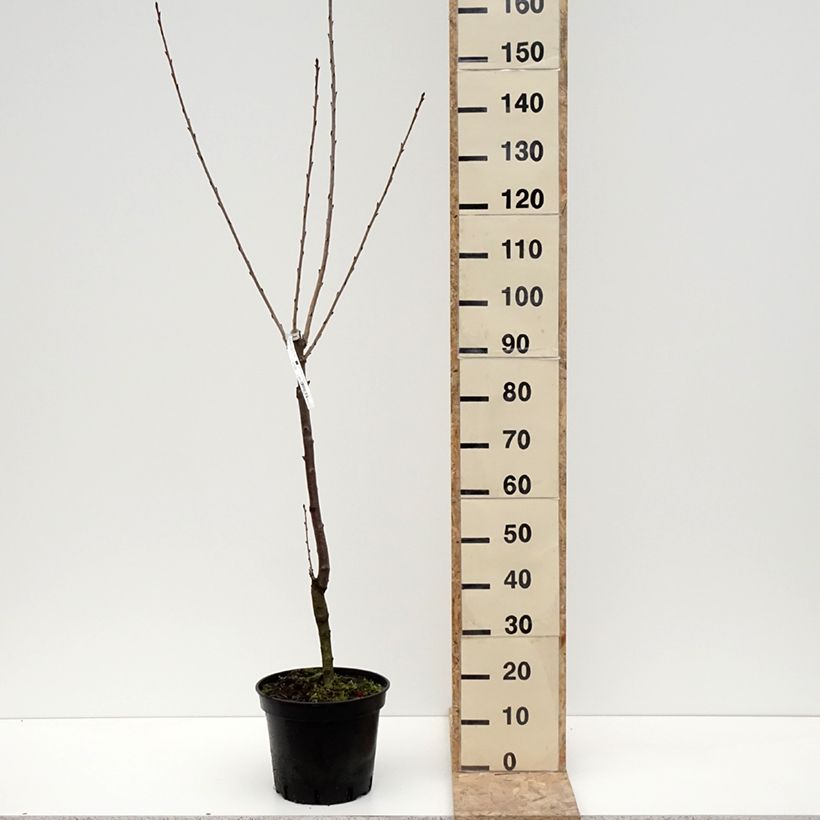 Example of Cerisier Bigarreau Hedelfingen Pot de 7,5L/10L, Gobelet as you get in hiver