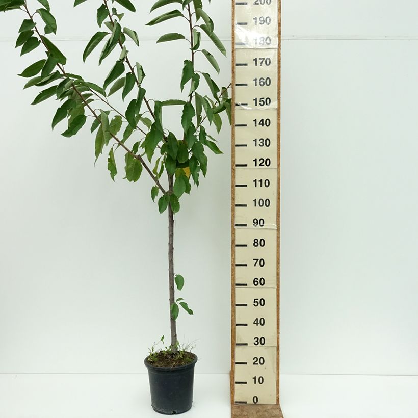 Example of Cerisier Bigarreau Hedelfingen Pot de 7,5L/10L, Demi-Tige as you get in ete