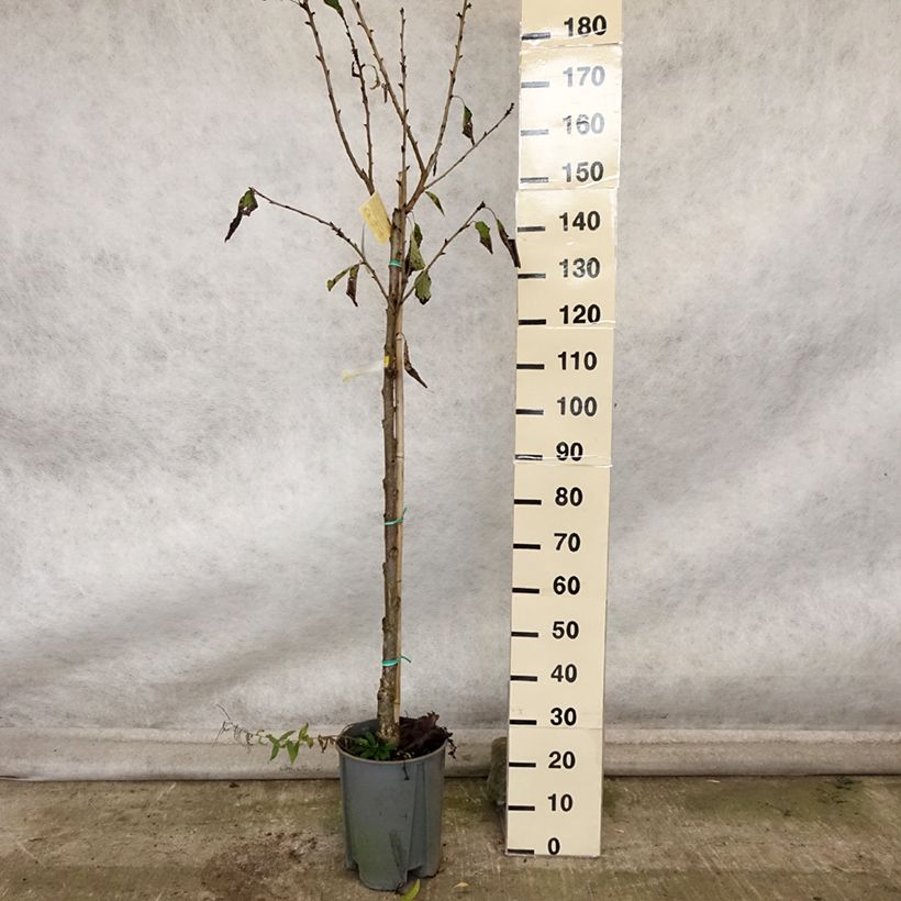 Example of Cerisier Bigarreau Moreau - Prunus avium Pot de 7,5L/10L, Demi-Tige as you get in automne