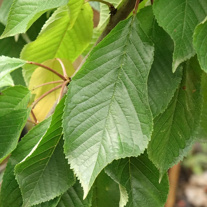 Cerisier Bigarreau Moreau - Prunus avium (Foliage)