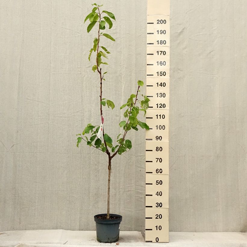Example of Cerisier Bigarreau Napoléon Pot de 7,5L/10L, Gobelet as you get in ete