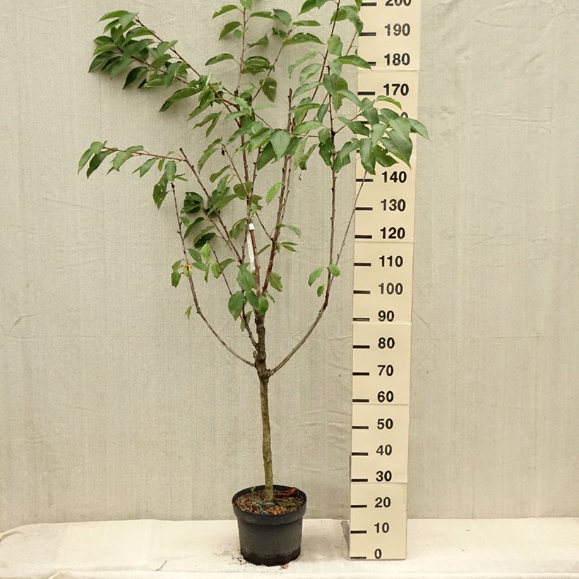 Example of Cerisier Bigarreau Summit  Pot de 7,5L/10L, Gobelet as you get in ete