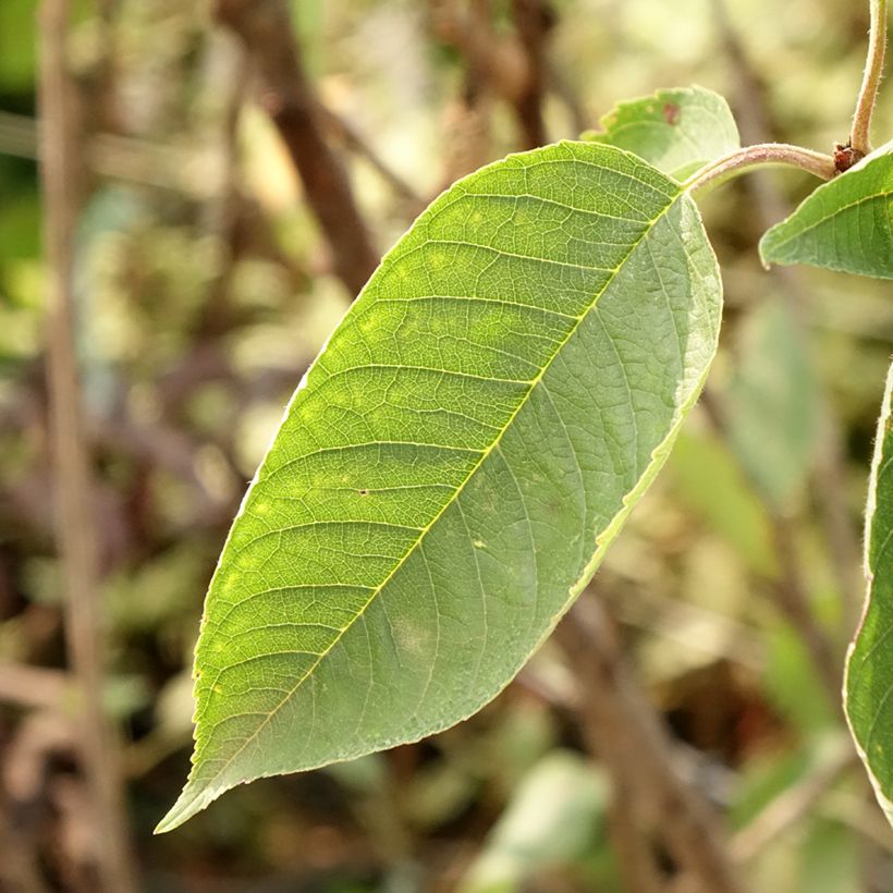 Cerisier Bigarreau Summit  (Foliage)