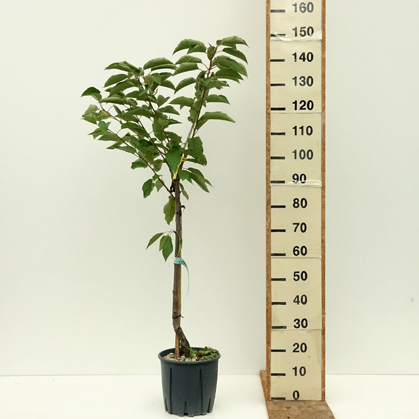 Example of Cerisier Bigarreau Sweetheart Pot de 7,5L/10L, Gobelet as you get in ete