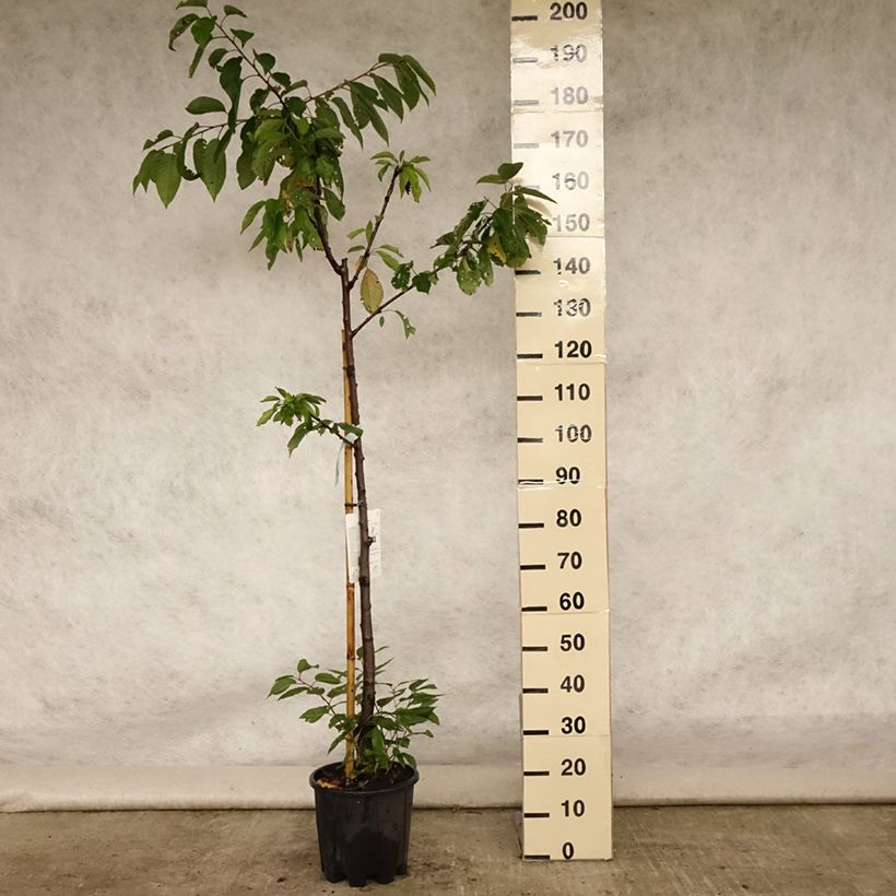 Example of Cerisier Bigarreau Van Pot de 7,5L/10L, Demi-Tige as you get in ete