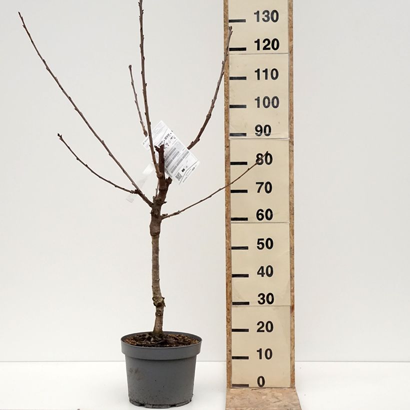 Example of Cerisier Belle Magnifique - Georges Delbard Pot de 7,5L/10L, Gobelet as you get in hiver