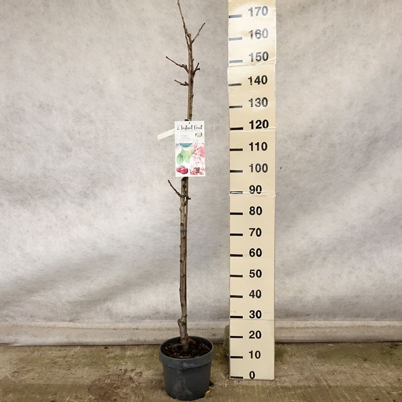 Example of Cerisier colonnaire Hong Kong - Prunus cerasus Pot de 6L/7L, Colonnaire as you get in automne
