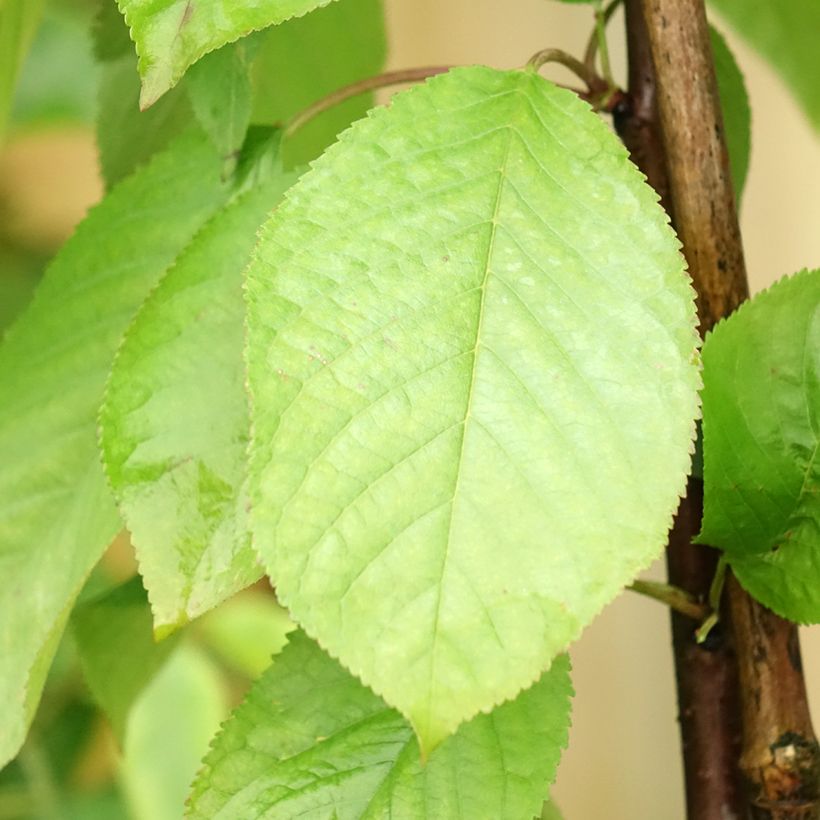 Cerisier colonnaire Hong Kong - Prunus cerasus (Foliage)