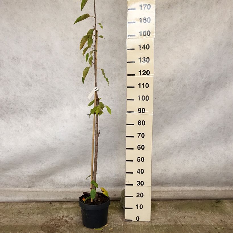 Example of Cerisier colonnaire Shangai - Prunus cerasus Pot de 6L/7L, Colonnaire as you get in automne