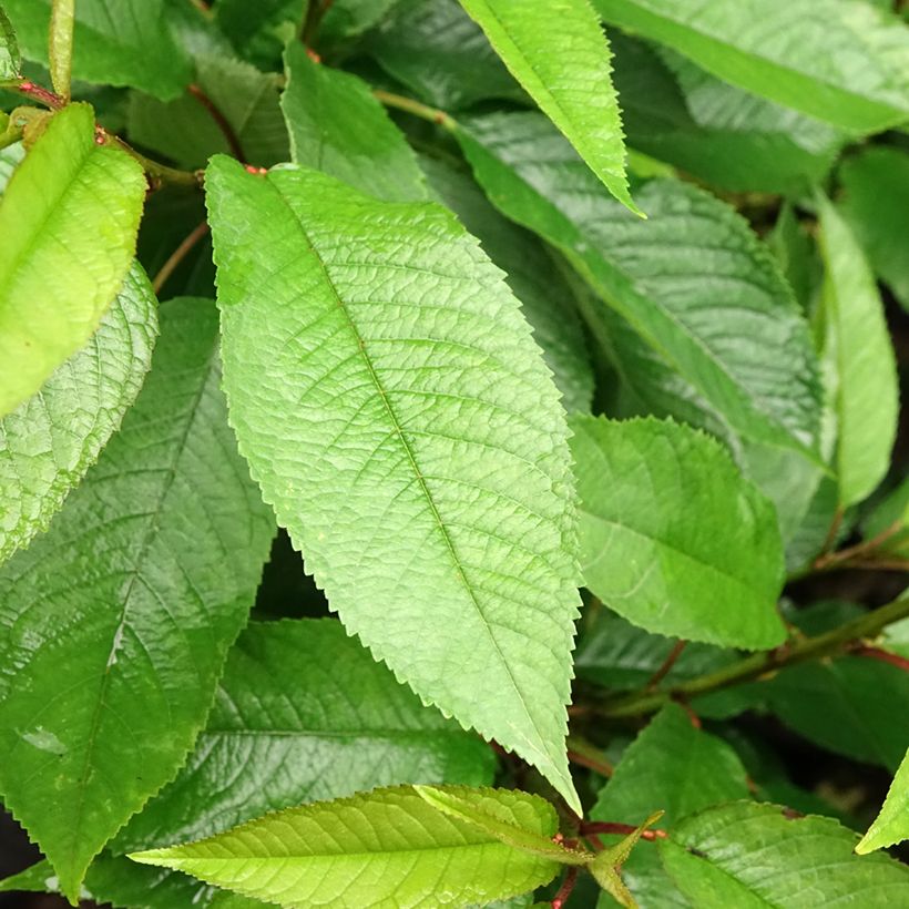 Cerisier colonnaire Sylvia - Cerisier nain (Foliage)