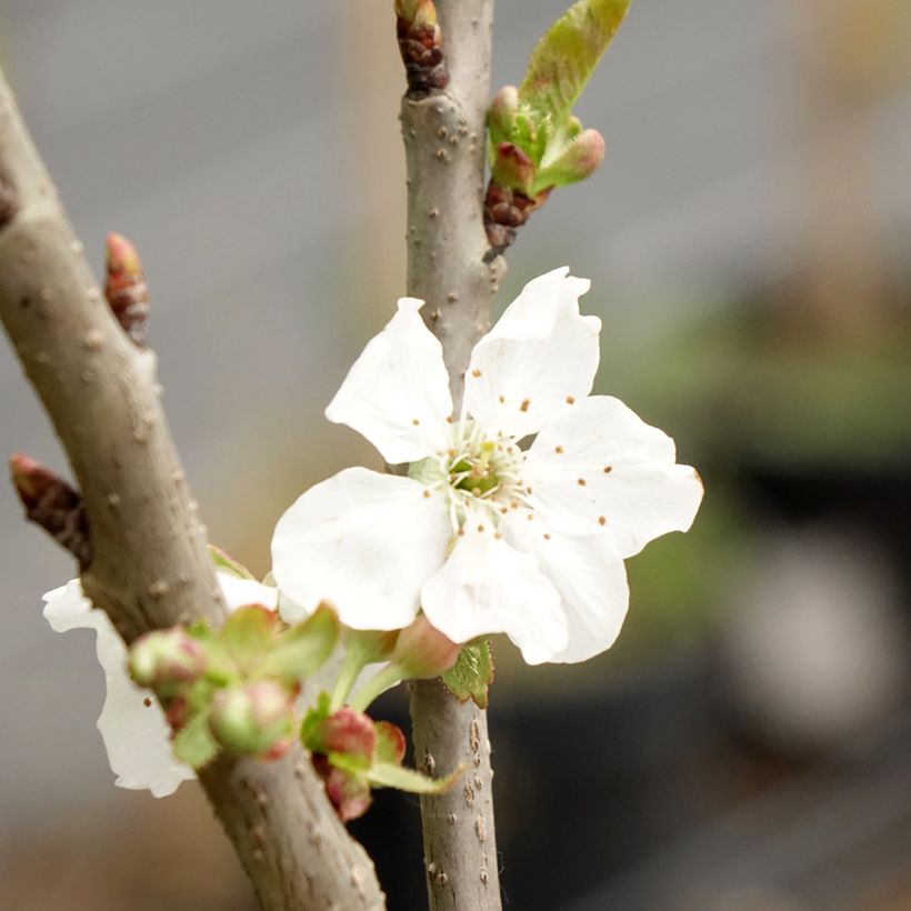 Cerisier colonnaire Sylvia - Cerisier nain (Flowering)