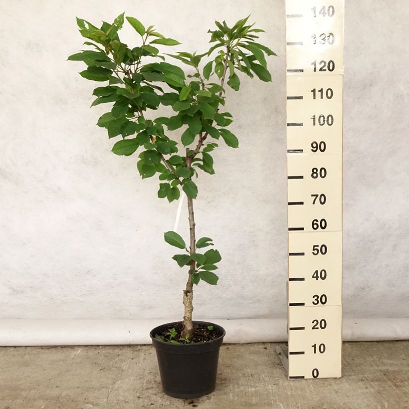 Example of Cerisier colonnaire Sylvia - Cerisier nain Pot de 7,5L/10L, Gobelet as you get in ete