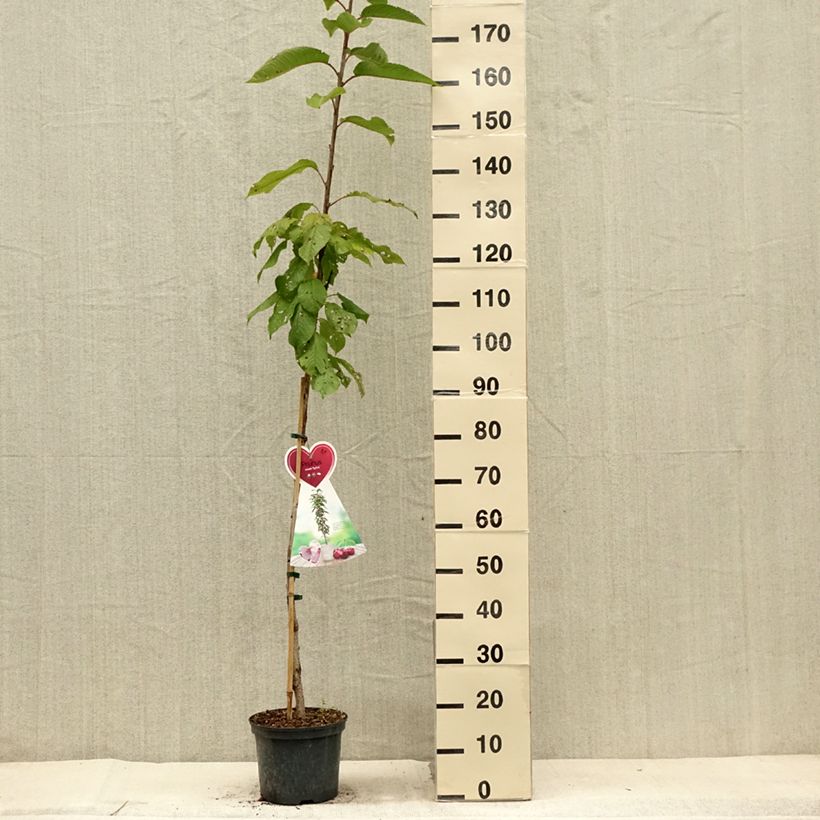 Example of Cerisier colonnaire Sylvia - Cerisier nain Pot de 4L/5L, Colonnaire as you get in ete