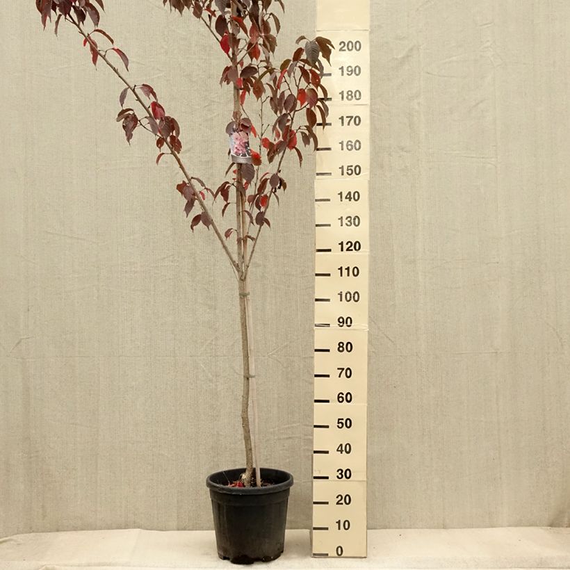 Example of Cerisier du Japon - Prunus serrulata Royal Burgundy Pot de 12L/15L as you get in automne