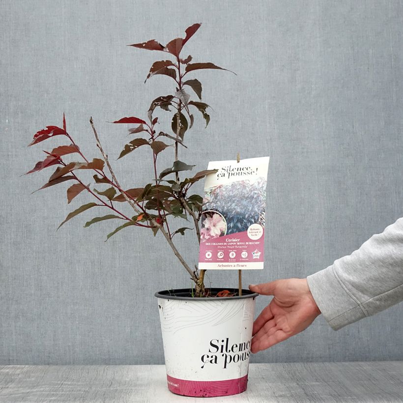 Example of Cerisier du Japon - Prunus serrulata Royal Burgundy Pot de 4L/5L as you get in ete