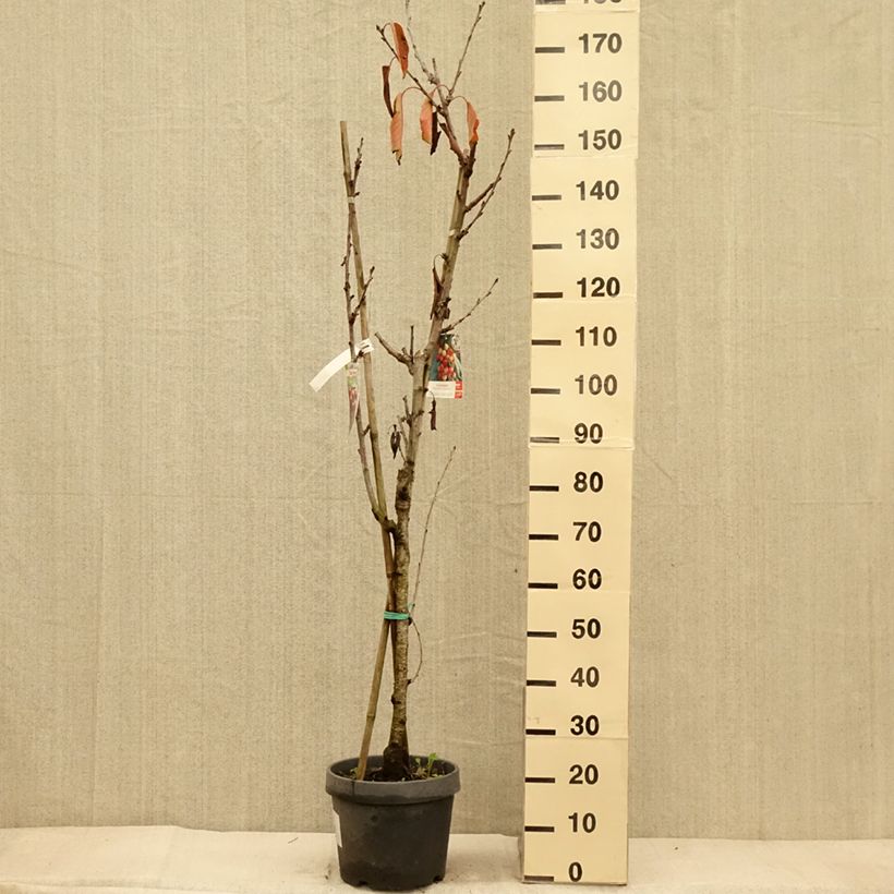 Example of Cerisier Duo Hedelfingen et Napoleon Pot de 7,5L/10L as you get in automne