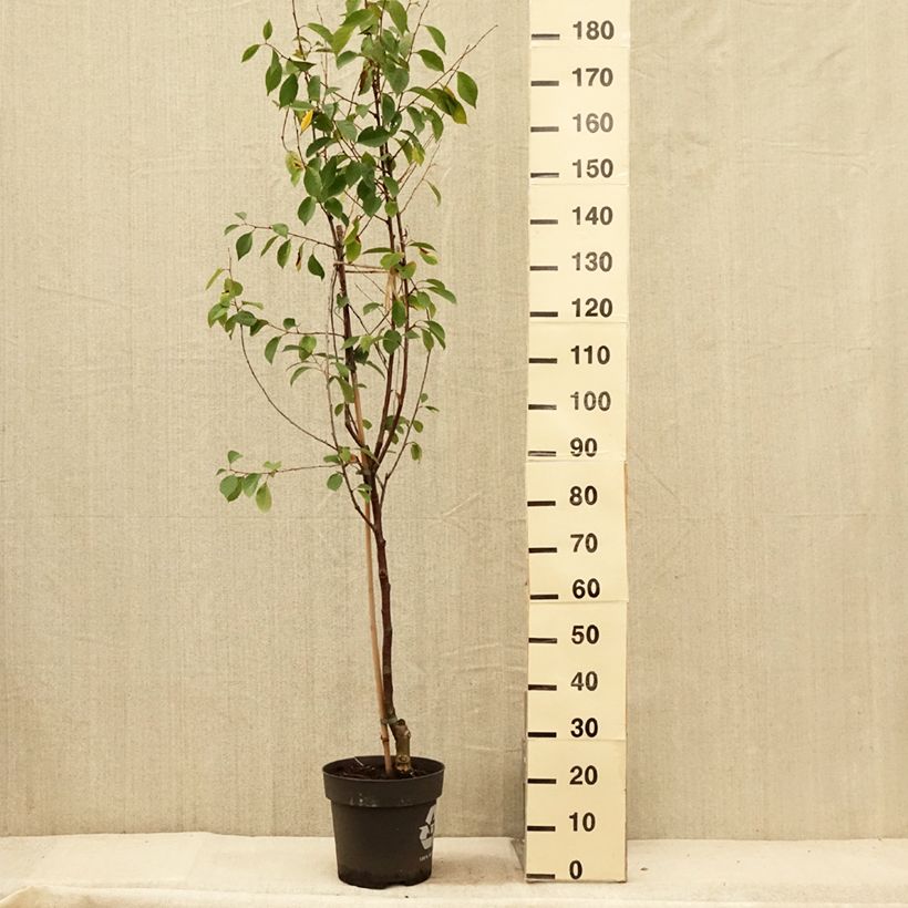 Example of Cerisier Griottier Kelleriis 16 ou Morellenfeuer Bio Pot de 4L/5L, 1/4 de tige as you get in ete