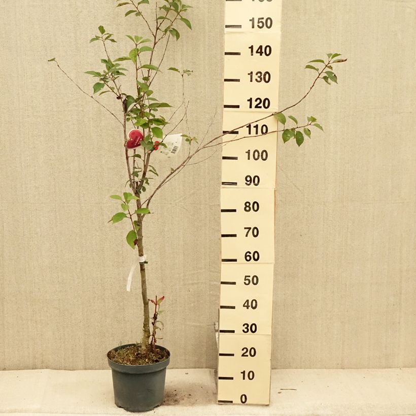 Example of Cerisier Kelleriis 16 - Prunus cerasus Pot de 7,5L/10L, Gobelet as you get in ete