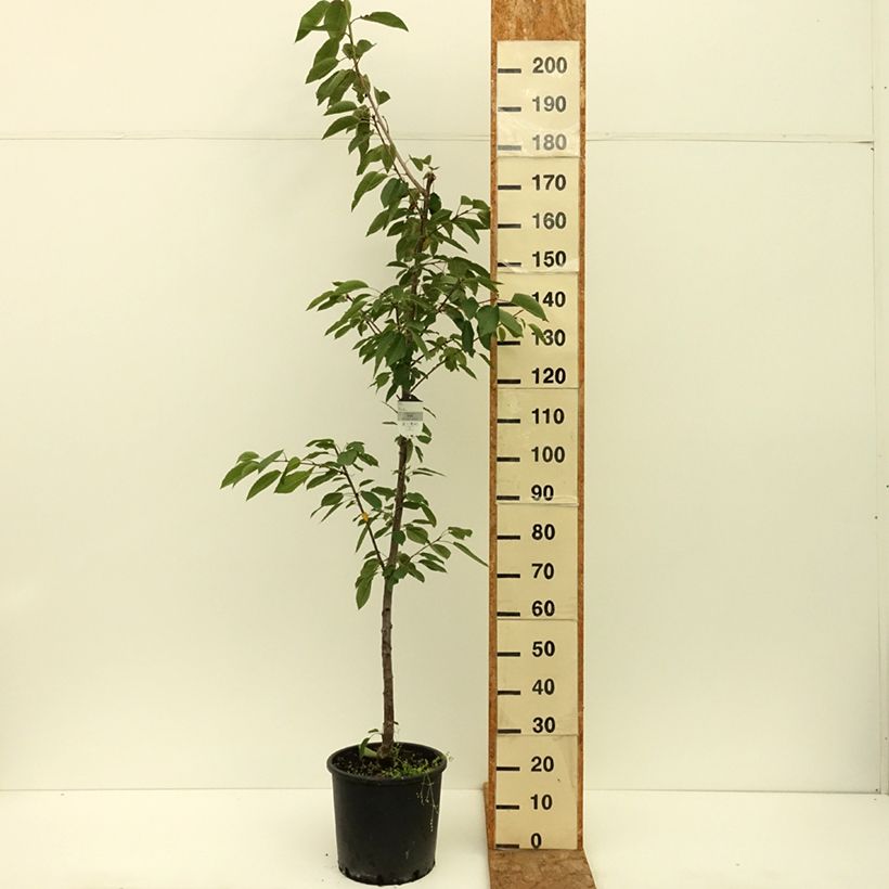 Example of Cerisier Kordia - Prunus avium Pot de 20L/25L, Demi-Tige as you get in ete