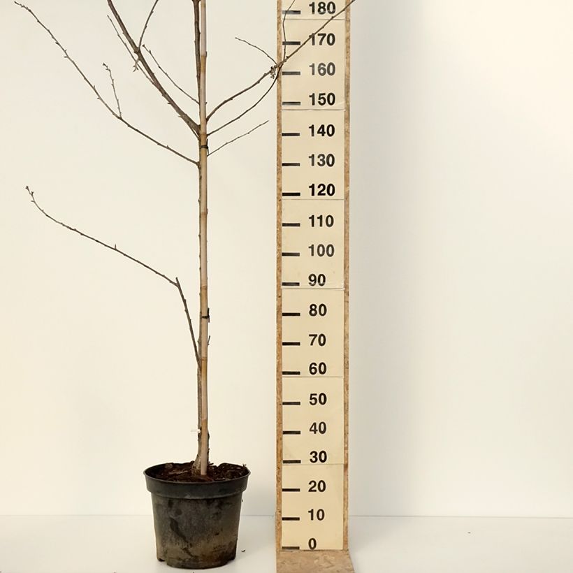 Example of Cerisier Kunzego ou Kunzes Kirche - Prunus avium  Pot de 20L/25L, Demi-Tige as you get in hiver