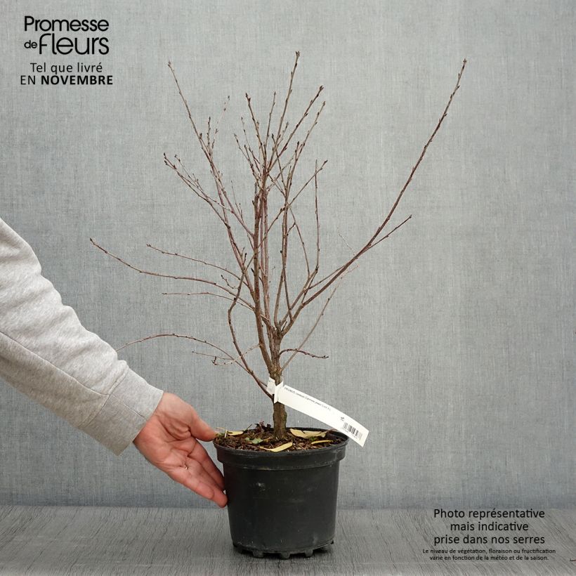 Example of Cerisier nain Carmine Jewel - Griottier Pot de 2L/3L as you get in automne