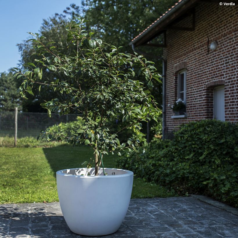 Cerisier nain Cherry Baby (Plant habit)