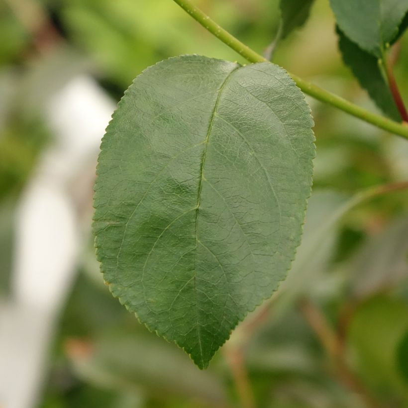 Cerisier nain Cherry Baby (Foliage)