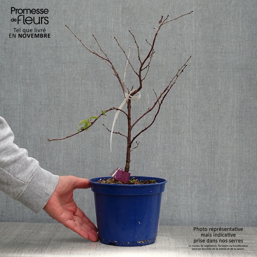 Example of Cerisier nain Cherry Baby Pot de 2L/3L, Touffe as you get in automne