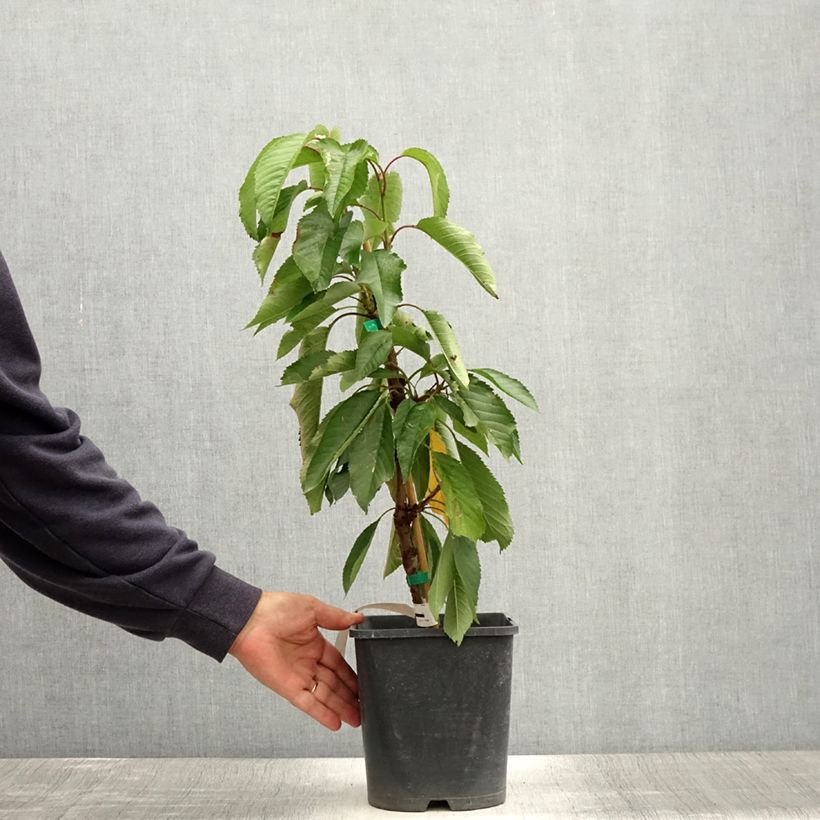 Example of Cerisier nain Fruit Me Cherry Me Burlat Pot de 4L/5L, Nain as you get in ete