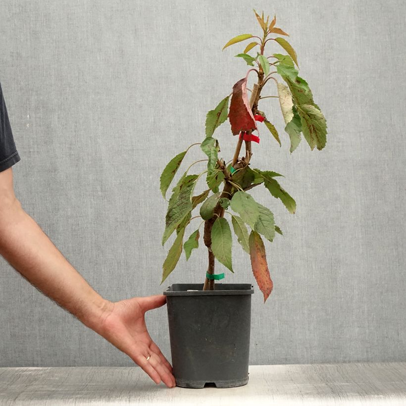 Example of Cerisier nain Fruit me Cherry Me Lapins Pot de 4L/5L, Nain as you get in ete