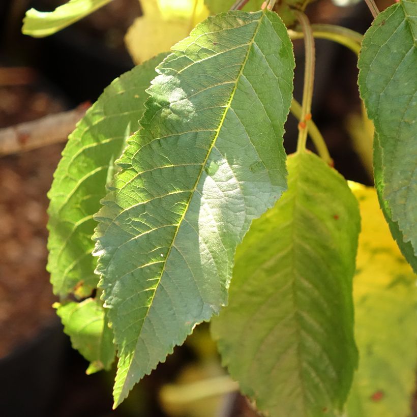 Cerisier nain Garden Bing (Foliage)