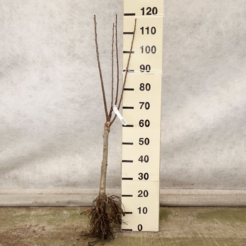 Example of Cerisier nain Maynard - Prunus cerasus Grandes Racines nues, 1/4 de tige as you get in automne
