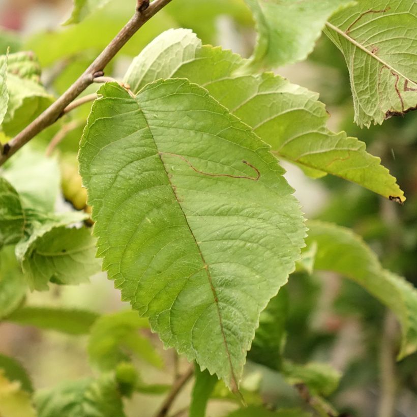 Cerisier nain Piemont (Foliage)