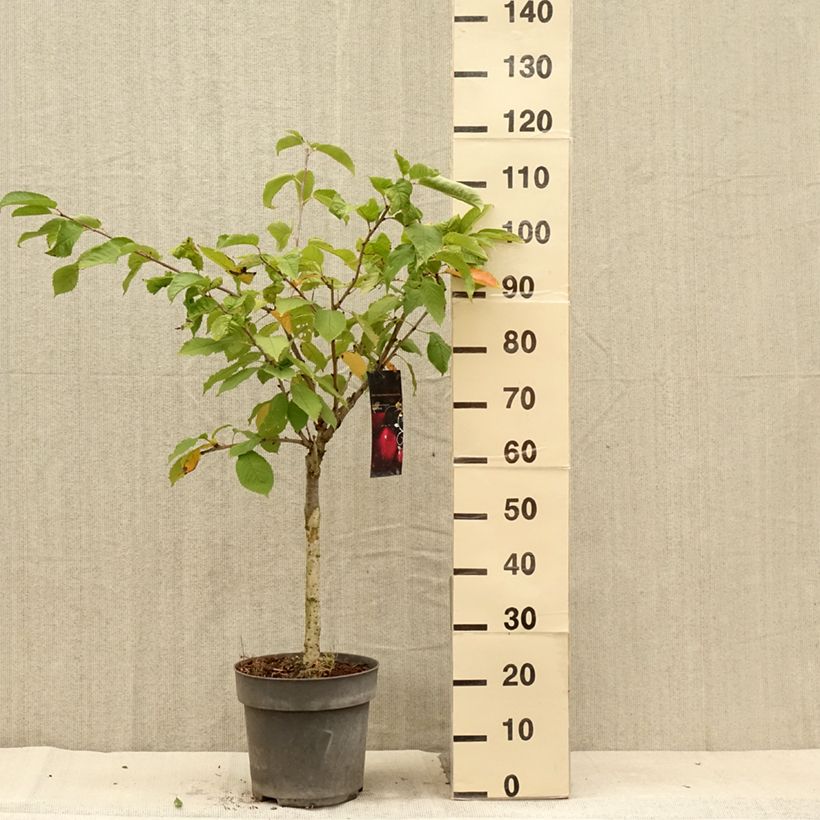 Example of Cerisier nain Piemont Pot de 7,5L/10L, 1/4 de tige as you get in ete