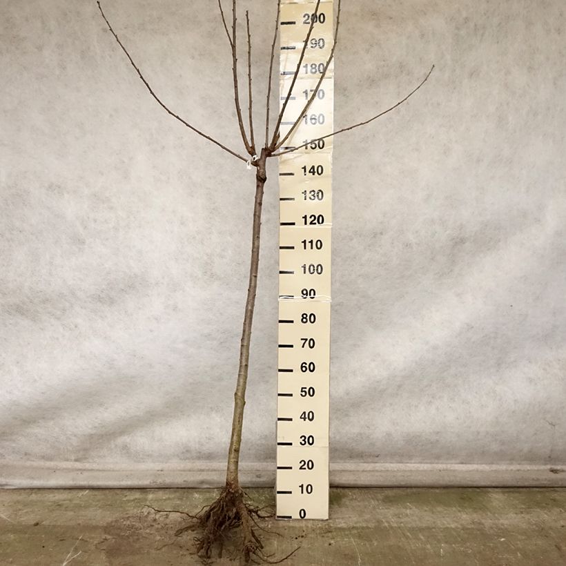 Example of Cerisier Allegria Delbard - Prunus cerasus  Grandes Racines nues, Demi-Tige as you get in automne