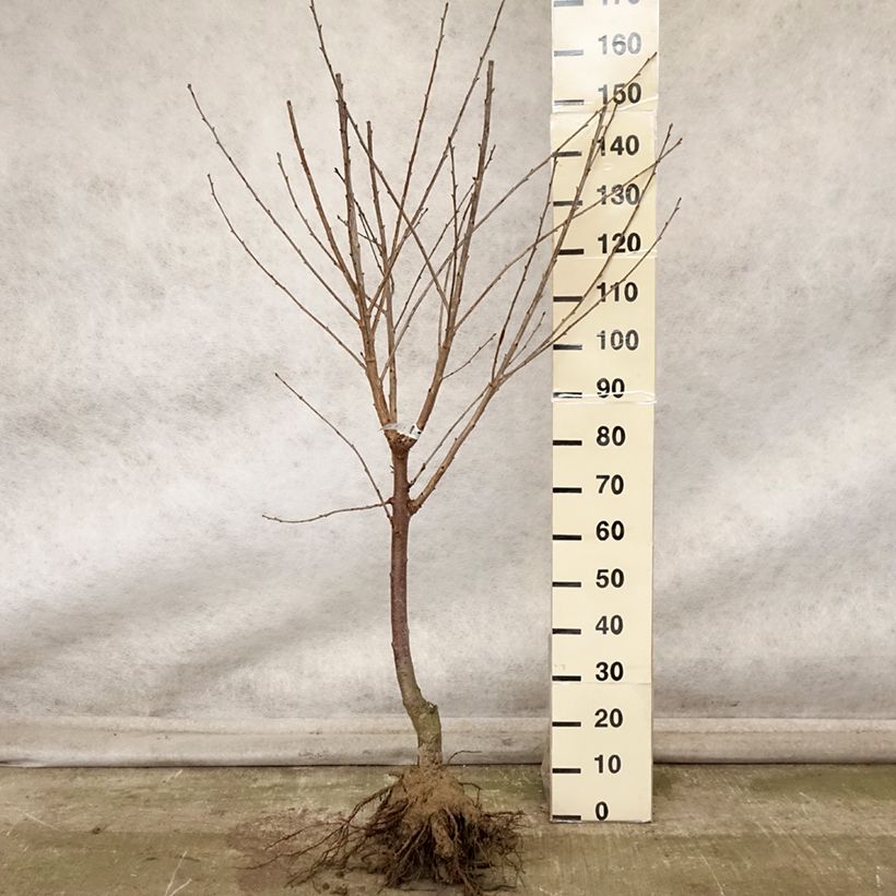 Example of Cerisier Allegria Delbard - Prunus cerasus  Grandes Racines nues, Gobelet as you get in automne