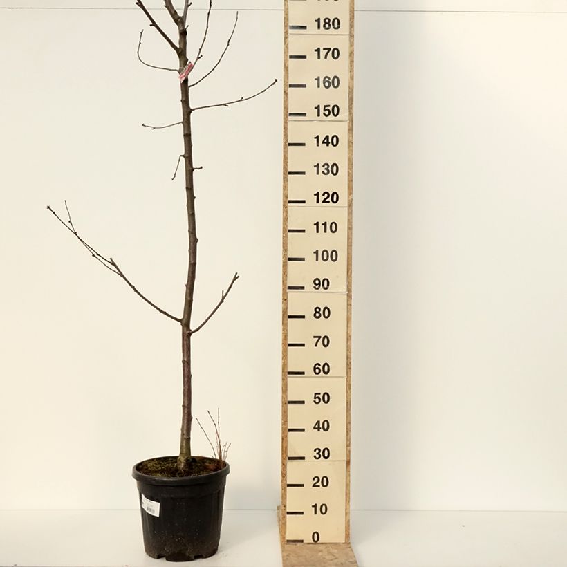 Example of Cerisier Regina - Prunus avium Pot de 18L/20L, Demi-Tige as you get in hiver