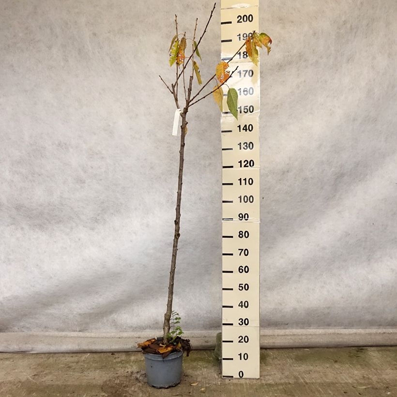Example of Cerisier Schneiders Späte Knorpelkirsche - Prunus avium  Pot de 7,5L/10L, Demi-Tige as you get in automne