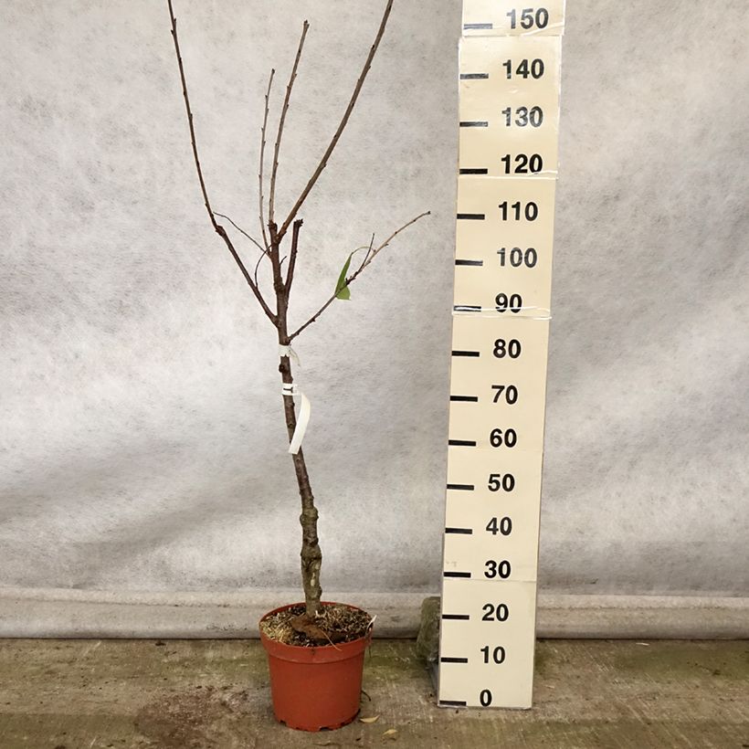 Example of Cerisier Schneiders Späte Knorpelkirsche - Prunus avium  Pot de 7,5L/10L, Gobelet as you get in automne
