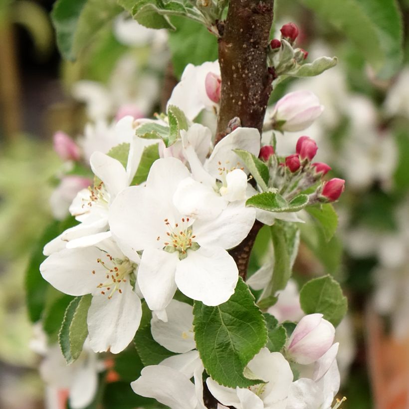 Cerisier Staccato - Prunus avium (Flowering)