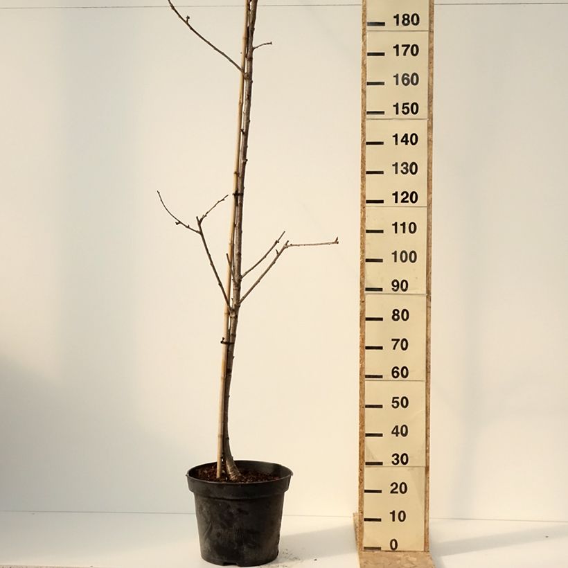 Example of Cerisier Staccato - Prunus avium Pot de 20L/25L, Demi-Tige as you get in hiver