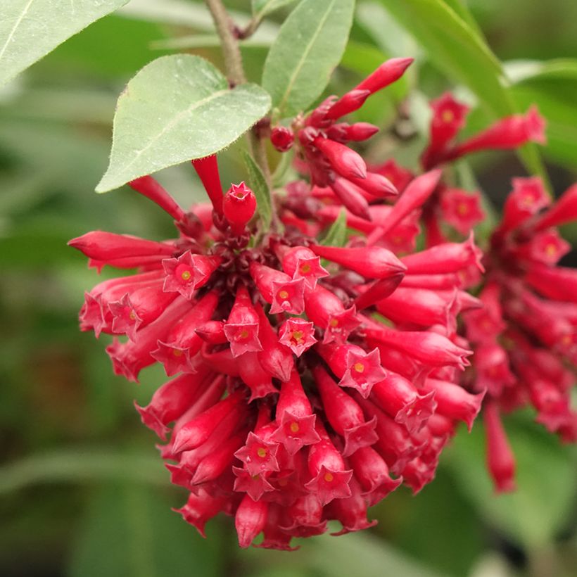 Cestrum elegans (purpureum) Rubrum  (Flowering)