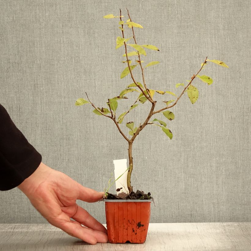 Example of Chaenomeles superba Nicoline - Chaenomeles superba Godet de 8/9 cm as you get in automne
