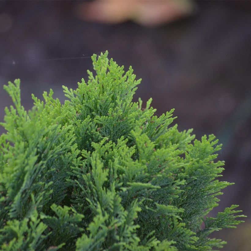 Chamaecyparis law.Minima Glauca - Faux cyprès (Foliage)