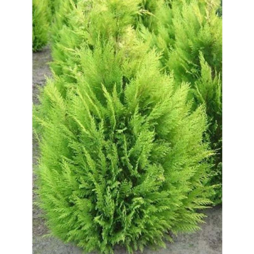 Chamaecyparis lawsoniana Alumigold - Cyprès de Lawson  (Plant habit)