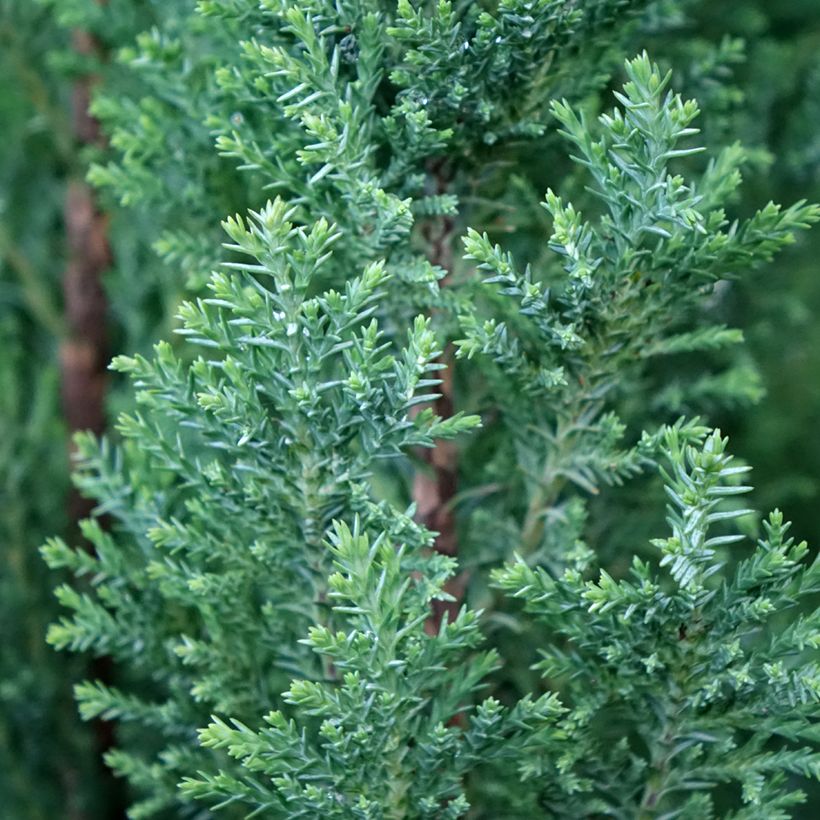 Chamaecyparis lawsoniana Elwoodii - Cyprès de Lawson  (Foliage)
