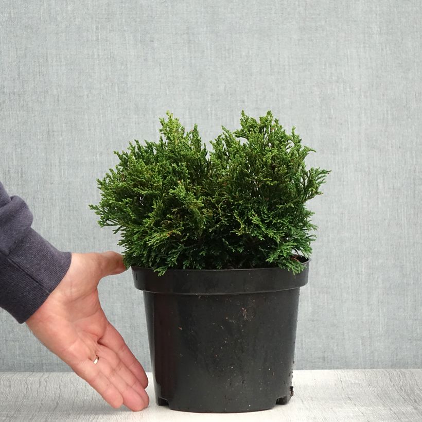 Example of Chamaecyparis lawsoniana Green Globe - Cyprès de Lawson nain            Pot de 2L/3L as you get in ete