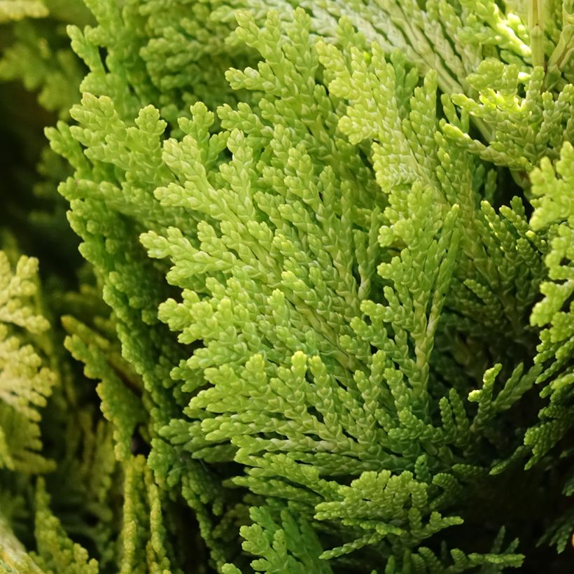 Chamaecyparis lawsoniana Minima Aurea - Cyprès de Lawson nain (Foliage)